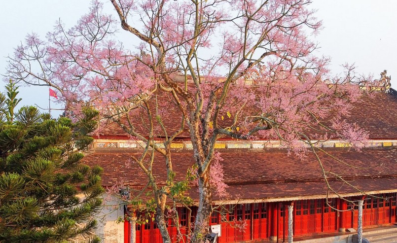 Chiêm ngưỡng hoa ngô đồng khoe sắc giữa chốn Hoàng cung Huế