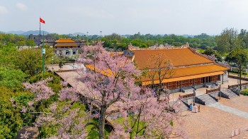 Chiêm ngưỡng hoa ngô đồng khoe sắc giữa chốn Hoàng cung Huế