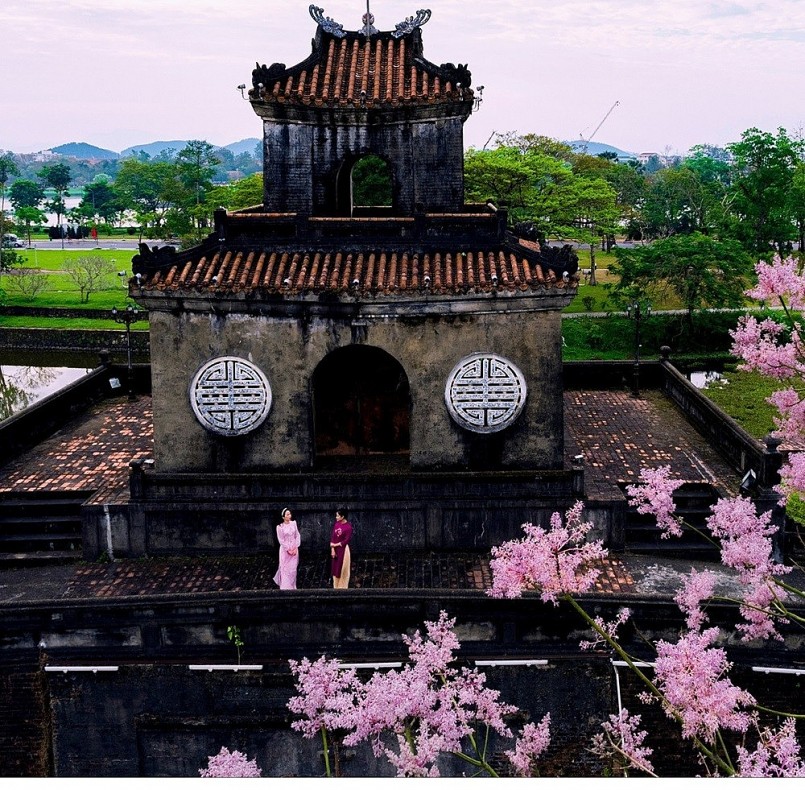 Chiêm ngưỡng hoa ngô đồng khoe sắc giữa chốn Hoàng cung Huế