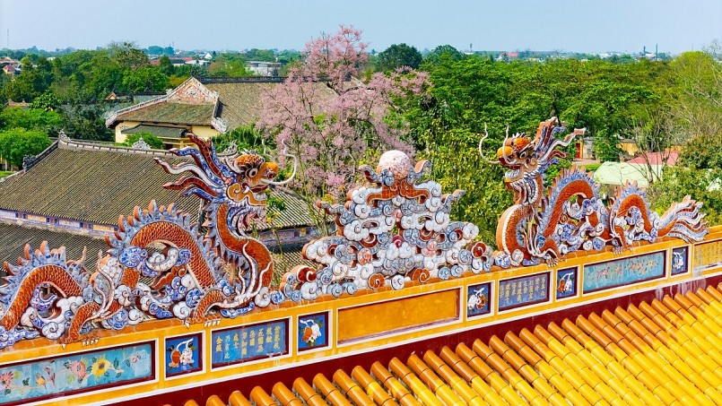 Chiêm ngưỡng hoa ngô đồng khoe sắc giữa chốn Hoàng cung Huế