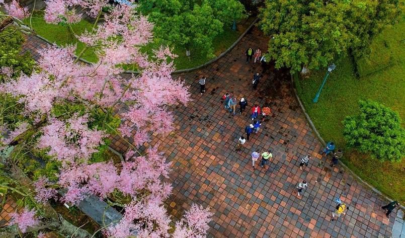 Chiêm ngưỡng hoa ngô đồng khoe sắc giữa chốn Hoàng cung Huế