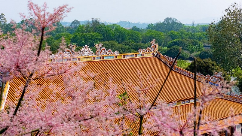 Chiêm ngưỡng hoa ngô đồng khoe sắc giữa chốn Hoàng cung Huế