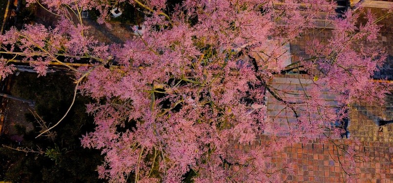 Chiêm ngưỡng hoa ngô đồng khoe sắc giữa chốn Hoàng cung Huế