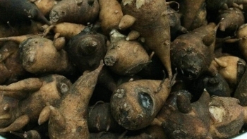 Ăn củ ấu tàu thay cơm, người phụ nữ 56 tuổi bị ngộ độc