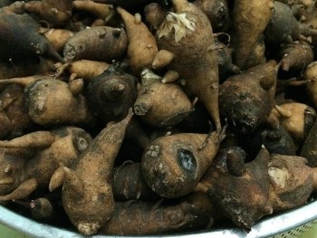Ăn củ ấu tàu thay cơm, người phụ nữ 56 tuổi bị ngộ độc