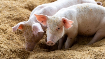 Giá heo hơi tăng nhẹ, miền Nam dẫn đầu đà phục hồi