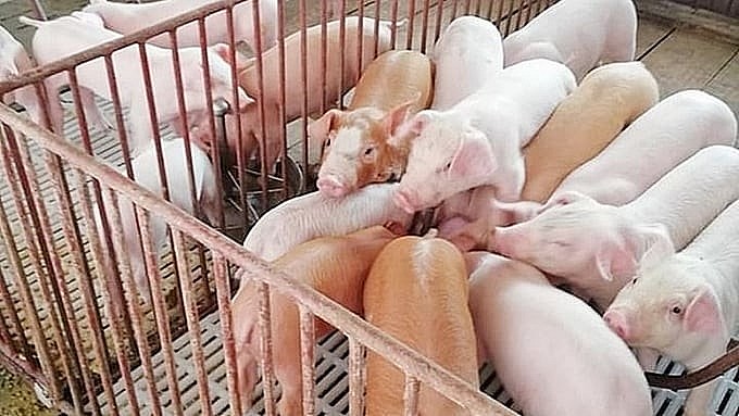 Giá heo hơi iếp tục tăng nhẹ, miền Nam dẫn đầu đà phục hồi