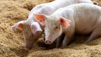 Giá heo hơi tăng nhẹ, miền Nam dẫn đầu đà phục hồi