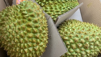 Xuất khẩu sầu riêng tiếp tục gặp khó, nhà vườn lao đao