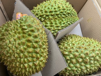 Xuất khẩu sầu riêng tiếp tục gặp khó, nhà vườn lao đao