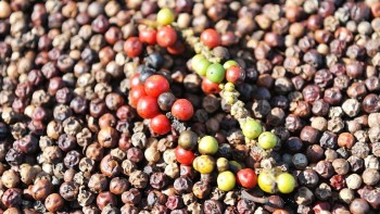 Tiêu bị mất mùa nên nhiều nông dân tin rằng sẽ được giá