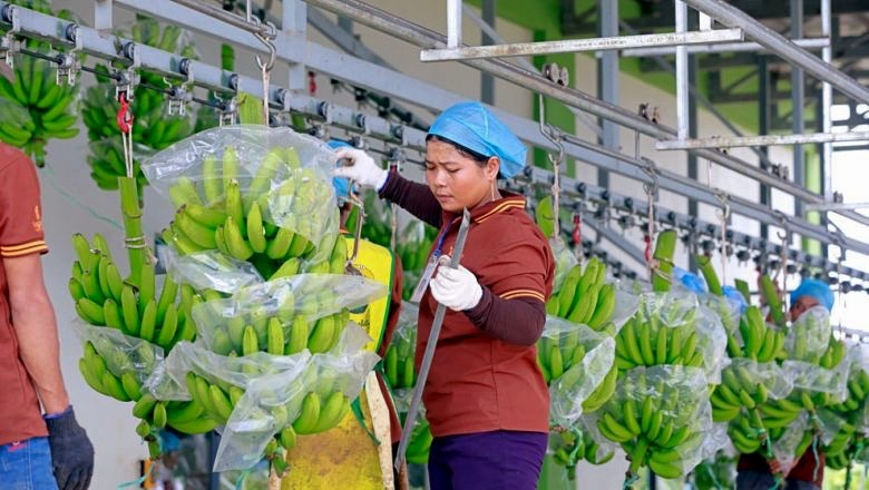 Hoàng Anh Gia Lai đẩy mạnh xuất khẩu chuối sang Trung Quốc.