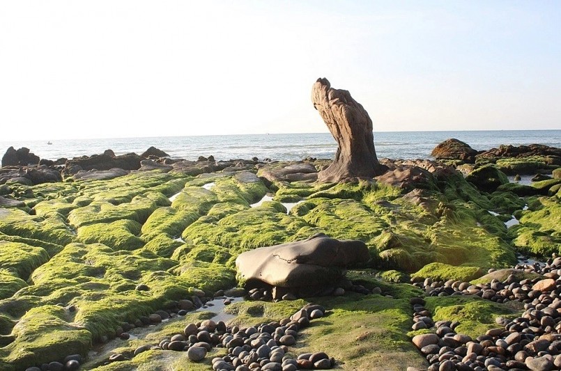 Bãi rêu ở vùng biển Cổ Thạch.