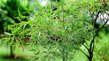 Loại cây dân dã được ví như "sâm của người nghèo", người Việt trồng từ lâu