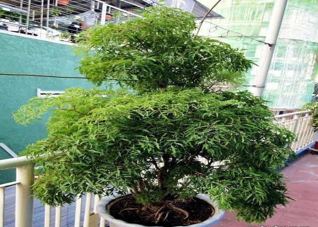 Tác dụng lọc không khí của cây đinh lăng