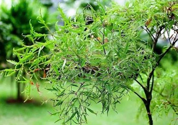 Loại cây dân dã được ví như "sâm của người nghèo", người Việt trồng từ lâu