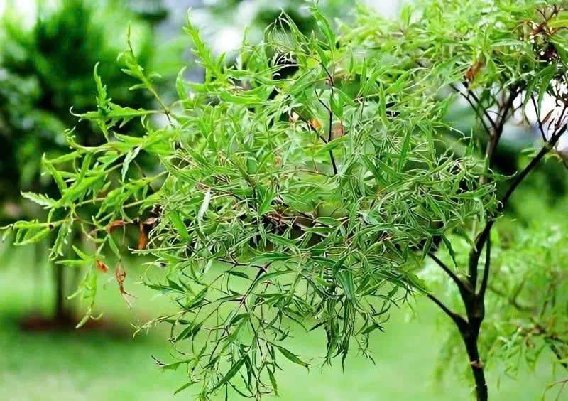 Cây đinh lăng - sâm của người nghèo