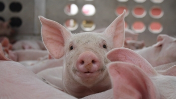 Giá heo hơi tiếp đà tăng, cao nhất 75.000 đồng/kg