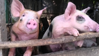 Giá heo hơi giữ đỉnh giá, nhưng kỳ vọng tăng vẫn còn đó?