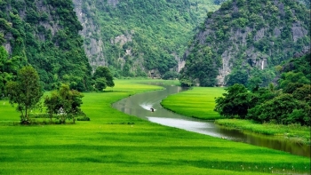 Đắm say Tam Cốc mùa lúa xanh ngút ngàn
