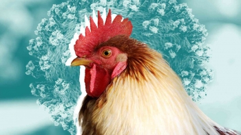 TP.HCM ghi nhận ca viêm não hiếm gặp do virus cúm gia cầm