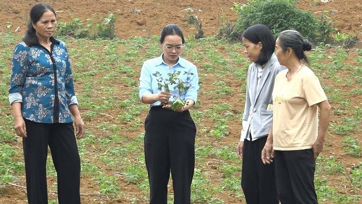 Thanh Hóa: 32,6 ha sắn bị nhiễm bệnh khảm lá ở huyện Ngọc Lặc