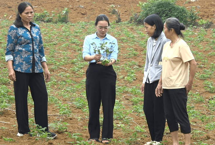 Cán bộ Phòng Nông nghiệp và Môi trường huyện Ngọc Lặc hướng dẫn người dân cách phát hiện bệnh khảm lá sắn.