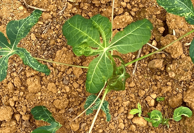 Cây sắn bị bệnh khảm lá.