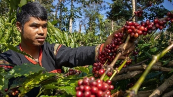 Điều gì đang xảy ra với giá cà phê?