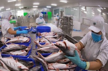 Thủy sản Việt “chinh phục” thị trường chiến lược, vượt rào cản thuế quan mới