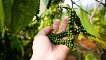 Loại gia vị bị đồn ăn nhiều gây đau dạ dày, lại là bài thuốc rất tốt cho sức khỏe