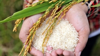 Từ nay đến cuối năm, giá gạo xuất khẩu sẽ tăng nhưng không nhiều