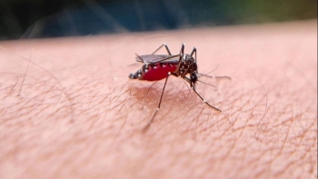 Bà Rịa - Vũng Tàu ghi nhận ca tử vong đầu tiên do sốt xuất huyết