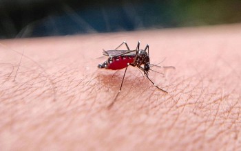 Bà Rịa - Vũng Tàu ghi nhận ca tử vong đầu tiên do sốt xuất huyết