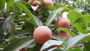 Ai không nên ăn hồng xiêm?