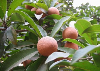 Ai không nên ăn hồng xiêm?