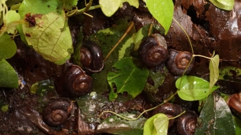 Ốc xu núi Bà - tinh hoa ẩm thực “vùng đất Thánh”