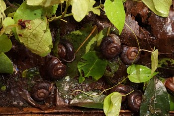 Ốc xu núi Bà - tinh hoa ẩm thực “vùng đất Thánh”