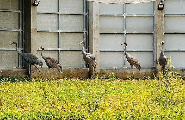 Những cá thể sếu đầu đỏ vừa được tiếp nhận tại Vườn quốc gia Tràm Chim. Ảnh: Ban Tổ chức cung cấp