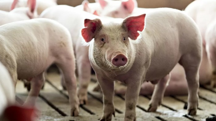 Giá heo hơi tiếp tục tăng, cao nhất 76.000 đồng/kg