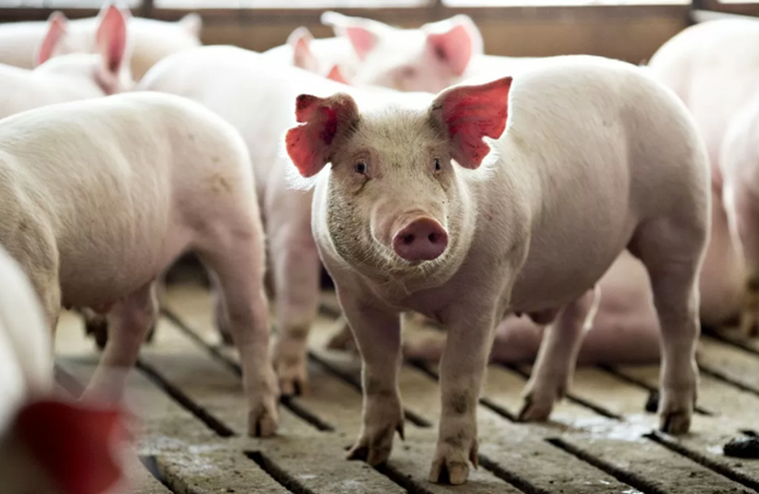 Giá heo hơi tiếp tục tăng, cao nhất 76.000 đồng/kg