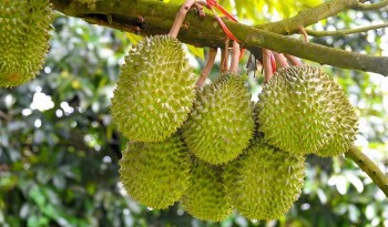 Nỗi lo "sầu riêng" thành "sầu chung" đang hiện hữu