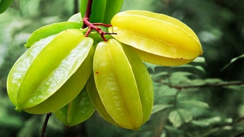 Khế là loại trái cây nhiệt đới có hàm lượng nước cao, chiếm khoảng 91,4%, với vị chua ngọt đặc trưng giúp kích thích vị giác