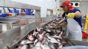 Xuất khẩu cá tra giữ đà tăng trưởng trước thách thức