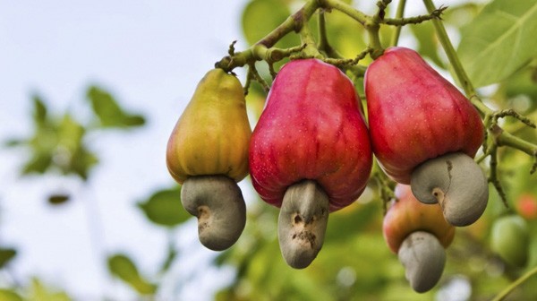 Ngành điều Việt Nam tìm cơ hội xuất khẩu mới trước thách thức thuế quan.