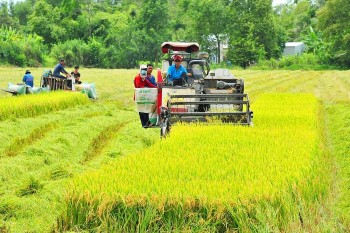 Xây dựng thương hiệu gạo Việt Nam xanh, hướng tới thị trường cao cấp