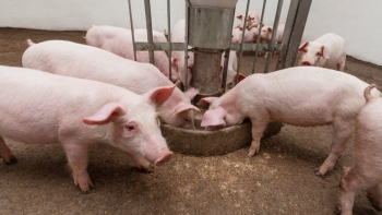 Giá heo hơi tiếp đà giảm tại miền Bắc