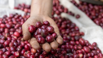 Giá cà phê Arabica cao nhất trong 7 tuần