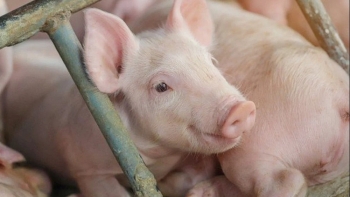 Giá heo hơi tiếp tục lao dốc tại miền Bắc