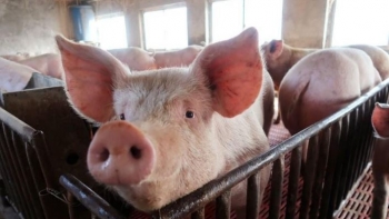 Giá heo hơi giảm nhiệt trước kỳ nghỉ lễ